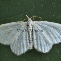 Asthena albulata - Piadivka svetlá 204030
