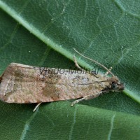 Celypha striana - Obaľovač púpavový 193325