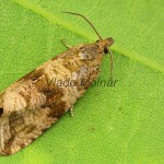 Celypha striana - Obaľovač púpavový 205836