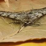 Phigalia pilosaria - Piadivka hrušková 084326