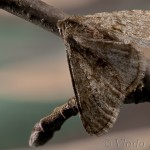 Phigalia pilosaria - Piadivka hrušková 16-27-52