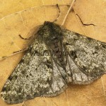 Phigalia pilosaria - Piadivka hrušková 17-09-20