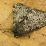 Phigalia pilosaria - Piadivka hrušková 17-11-12