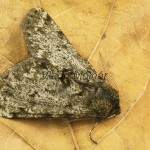 Phigalia pilosaria - Piadivka hrušková 17-13-53