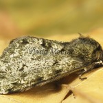 Phigalia pilosaria - Piadivka hrušková 17-15-35