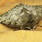 Phigalia pilosaria - Piadivka hrušková 17-17-02