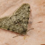 Phigalia pilosaria - Piadivka hrušková 173232