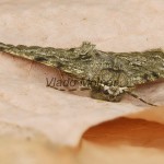 Phigalia pilosaria - Piadivka hrušková 174226