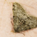 Phigalia pilosaria - Piadivka hrušková 175110