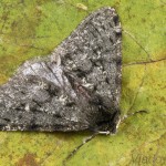 Phigalia pilosaria - Piadivka hrušková 18-21-56