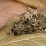 Phigalia pilosaria - Piadivka hrušková 182228