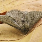 Phigalia pilosaria - Piadivka hrušková 183905