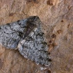 Phigalia pilosaria - Piadivka hrušková 184343