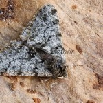 Phigalia pilosaria - Piadivka hrušková 185643