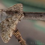 Phigalia pilosaria - Piadivka hrušková 19-12-06