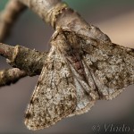 Phigalia pilosaria - Piadivka hrušková 19-40-09