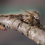 Phigalia pilosaria - Piadivka hrušková 19-41-29
