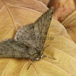 Phigalia pilosaria - Piadivka hrušková 190225