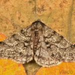 Phigalia pilosaria - Piadivka hrušková 20-55-54