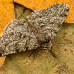 Phigalia pilosaria - Piadivka hrušková 20-59-20