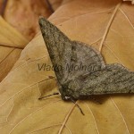 Phigalia pilosaria - Piadivka hrušková 200146