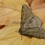 Phigalia pilosaria - Piadivka hrušková 200616