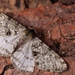 Phigalia pilosaria - Piadivka hrušková 21-03-29