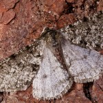 Phigalia pilosaria - Piadivka hrušková 21-04-28