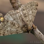 Phigalia pilosaria - Piadivka hrušková 21-43-19