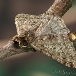Phigalia pilosaria - Piadivka hrušková 21-44-47