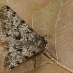 Phigalia pilosaria - Piadivka hrušková 211327