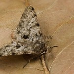 Phigalia pilosaria - Piadivka hrušková 211522