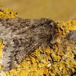 Phigalia pilosaria - Piadivka hrušková 23-44-31