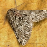 Phigalia pilosaria – Piadivka hrušková 22-12-47