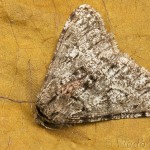 Phigalia pilosaria – Piadivka hrušková 22-15-02