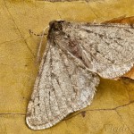 Phigalia pilosaria – Piadivka hrušková 23-55-03