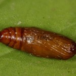 Scopula immutata - Piadica bilinná 18-03-57