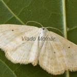 Scopula immutata - Piadica bilinná 183354