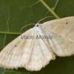 Scopula immutata - Piadica bilinná 183527