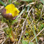 Adonis vernalis - Hlaváčik jarný 182620