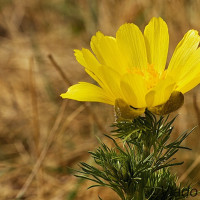 Adonis vernalis - Hlaváčik jarný IMG_4421