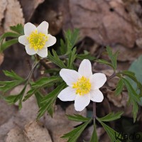 Anemone nemorosa - Veternica hájna 183457