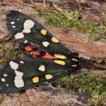 Callimorpha dominula - Spiadač hluchavkový 174802