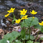 Caltha palustris L. - Záružlie močiarne IMG_4691