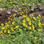 Caltha palustris L. - Záružlie močiarne IMG_9062