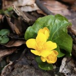 Caltha palustris - Záružlie močiarne 20-40-43