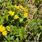 Caltha palustris - Záružlie močiarne IMG_7180