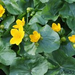 Caltha palustris - Záružlie močiarne IMG_8847