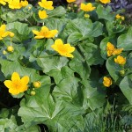 Caltha palustris - Záružlie močiarne IMG_8848