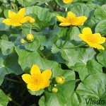 Caltha palustris - Záružlie močiarne IMG_8849